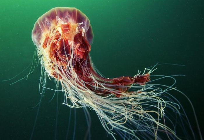 самая ядовитая медуза