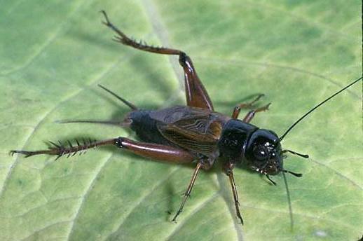 what do crickets eat in nature