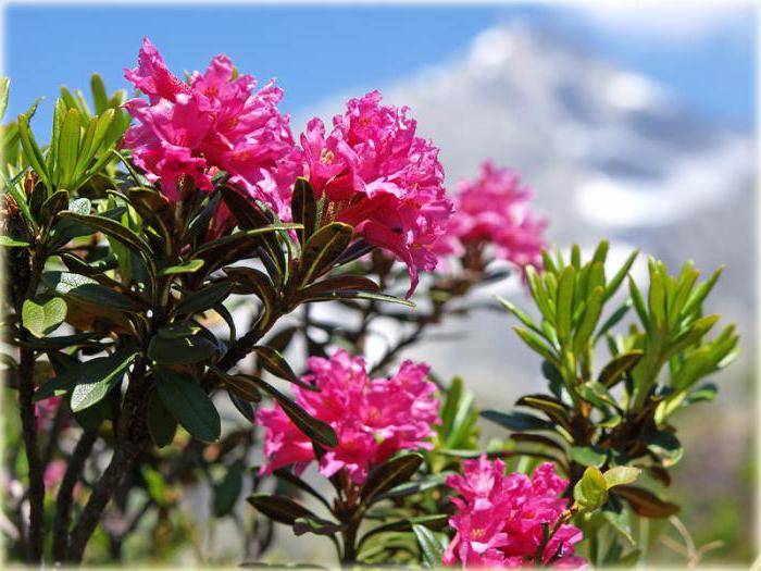 Альпийская роза фото описание и фото
