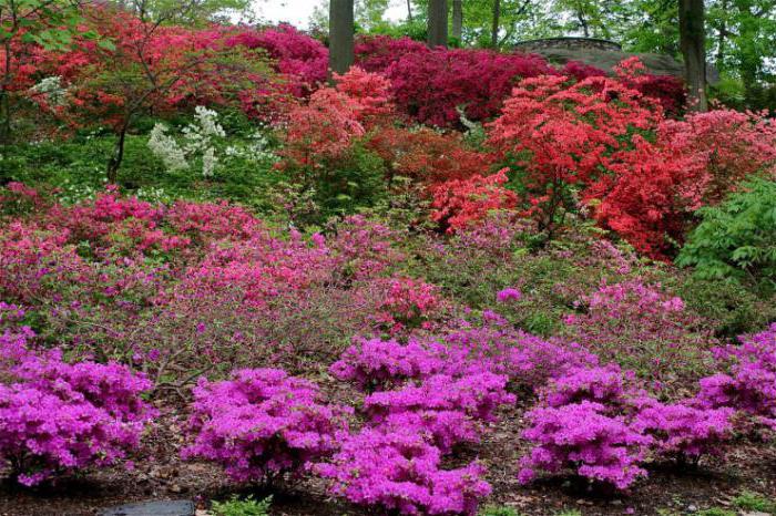 alpine rose breeding