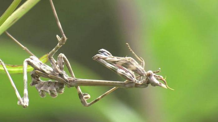 species of mantis names