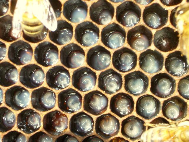 личинки пчел молодые пчелы