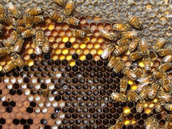 пчелы выбрасывают личинок