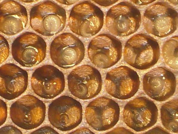 личинка пчелы название