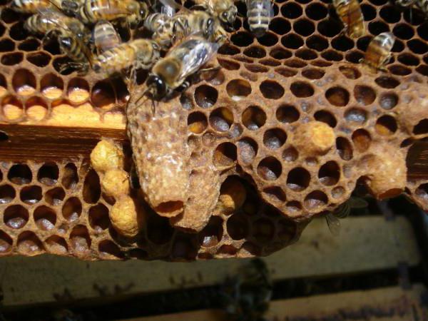 развитие личинки пчелы
