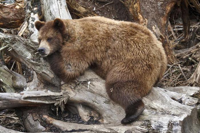 натуральный медвежий жир