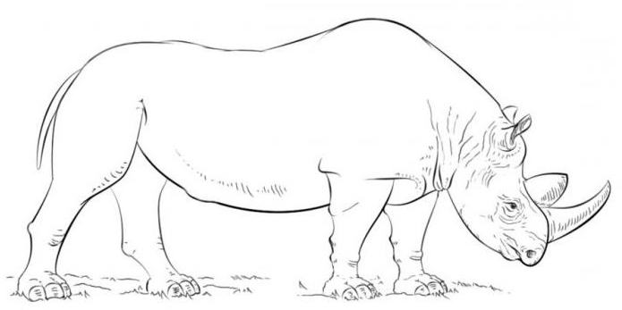 как нарисовать носорога карандашом поэтапно для детей