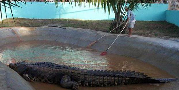 weight of a nile crocodile