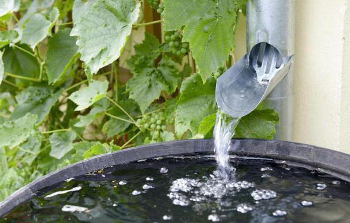 Why water the beets with salt water