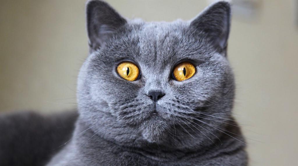 глаза британской кошки