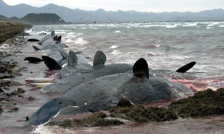 whales are washed ashore