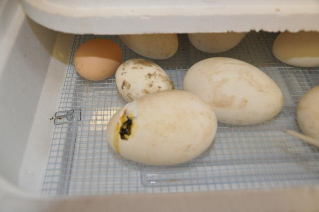 условия инкубации гусиных яиц