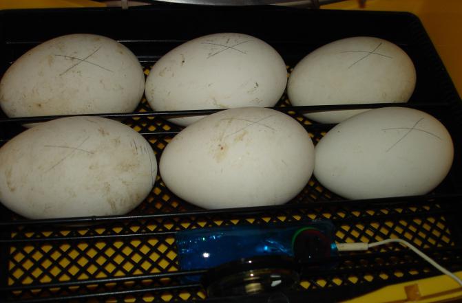 инкубация гусиных яиц в домашних условиях