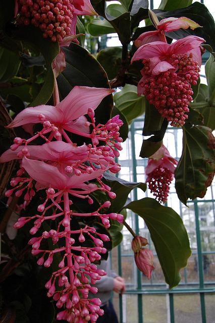 medinilla home care illness