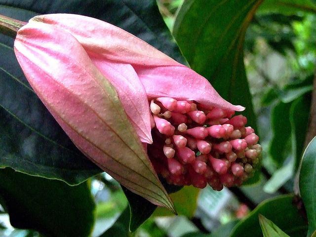 medinilla home care transplant