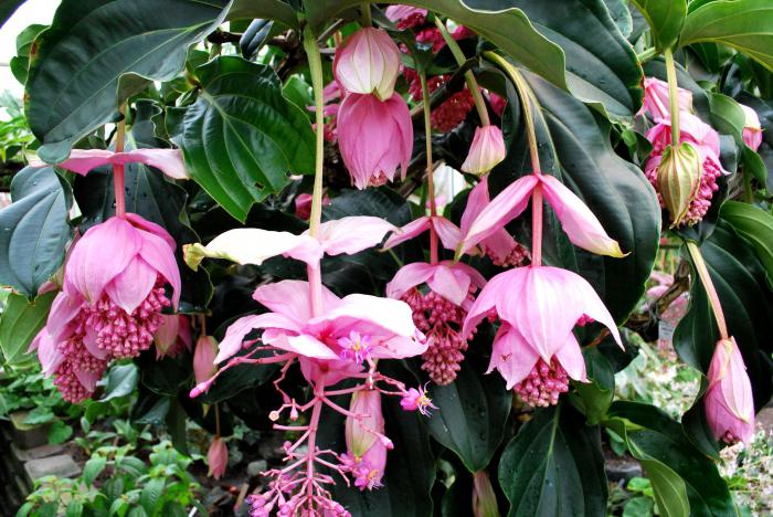 medinilla home care pests