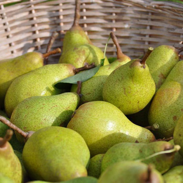 pear variety duchess