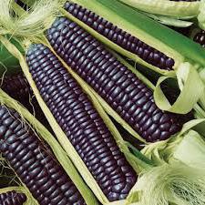 описание сортов кукурузы