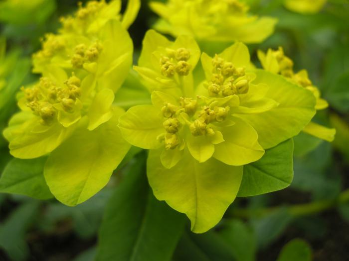 Euphorbia multicolor photo