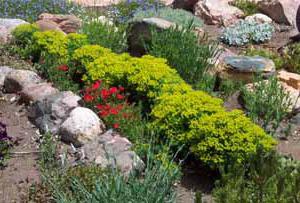 Euphorbia multicolor planting and care