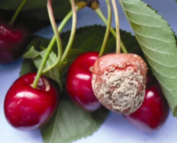 борьба с вредителями вишни и сливы