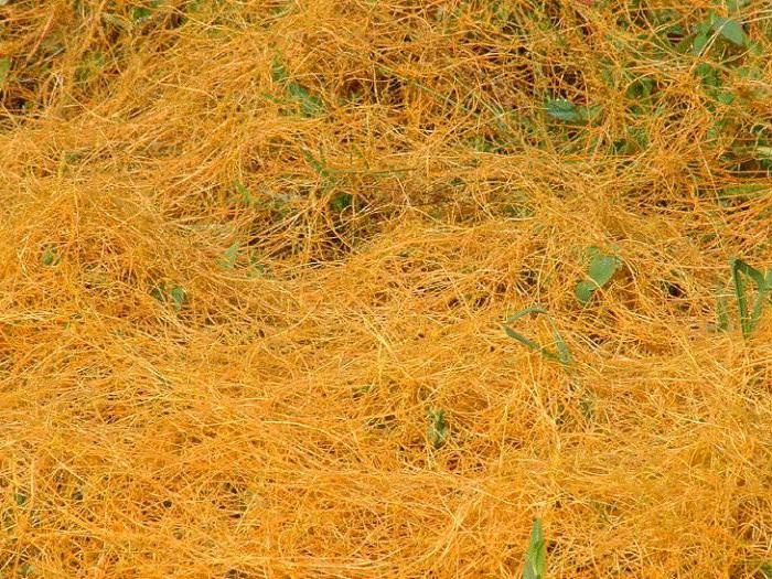 Трава паразит желтого цвета фото как называется