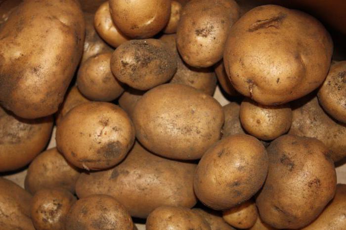 картофель уборка урожая