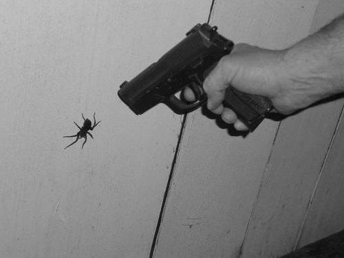 Как избавиться от пауков в гараже