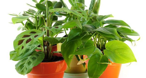 how to care for indoor plants