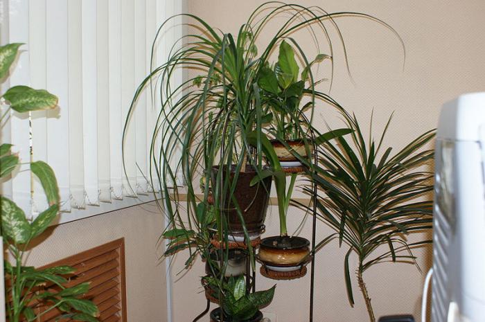 how to care for indoor plants