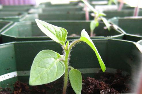 physalis plant