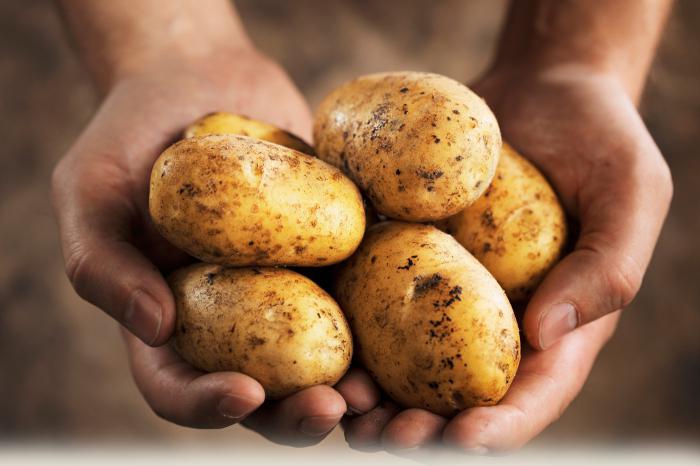 картофель удача характеристика сорта