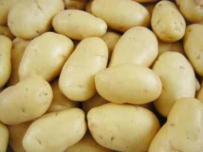 картофель удача фото