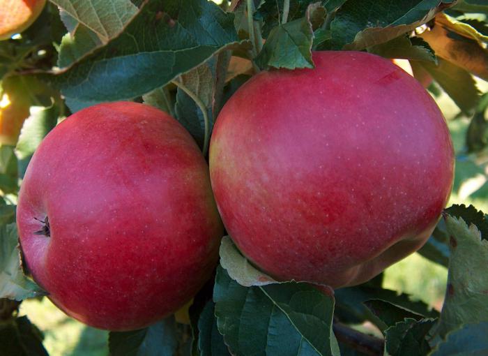 Сорт яблок персиянка фото и описание