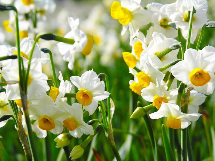 White flower photo