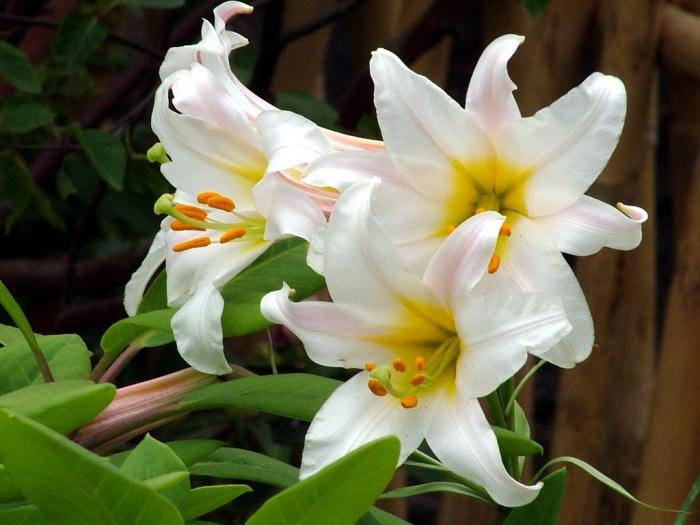 White lily flowers