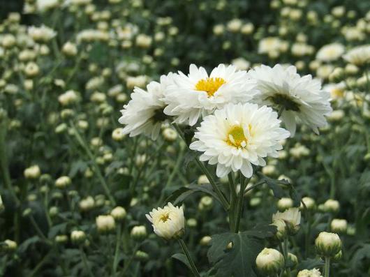 Flower with white flowers