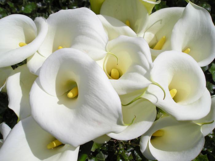Цветы белые каллы 
