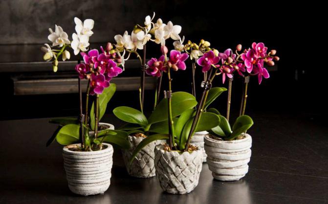 орхидея родина растения состав почвы