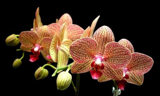 родина цветка орхидея