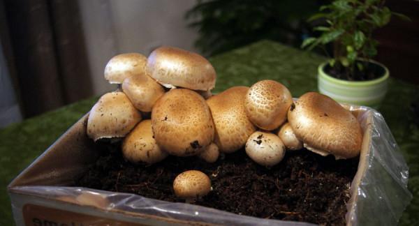 growing champignons in the country tips