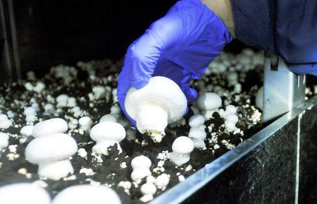 growing champignons in the country