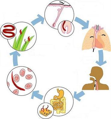 necatorosis symptoms