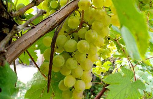 Как сохранить черенки винограда с осени до весны