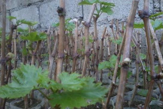 как вырастить виноград из черенков способы