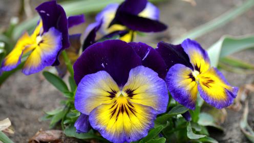 the legend of pansies