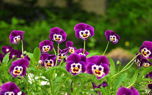 the legend of the pansy flower