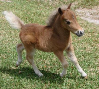 foal foals summary