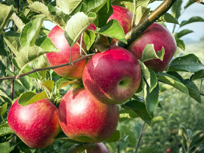 какие осенние сорта яблонь лучше сажать в Подмосковье