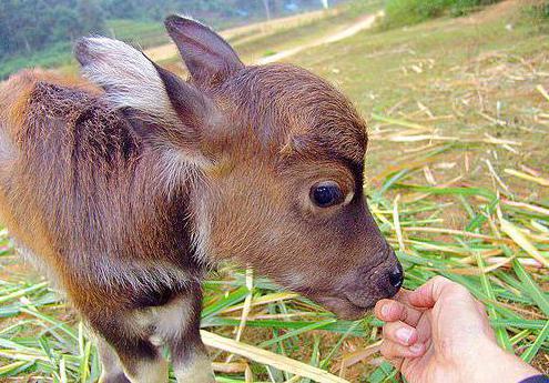 Water buffalo title